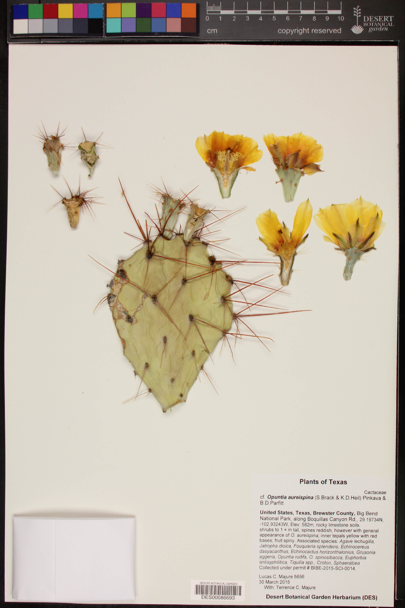 Opuntia aureispina image