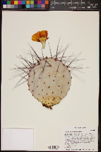 Opuntia macrocentra image