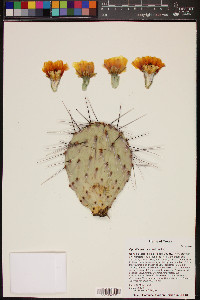 Opuntia macrocentra image