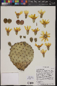 Opuntia rufida image