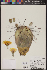 Opuntia macrocentra image