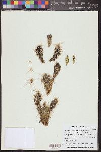 Grusonia clavata image