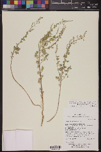 Chenopodium sonorense image