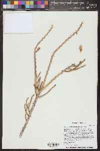 Cylindropuntia leptocaulis image