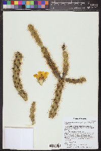 Cylindropuntia acanthocarpa image