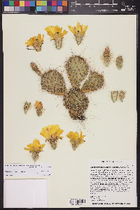 Opuntia polyacantha var. erinacea image