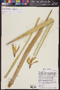 Yucca baccata image