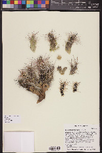 Grusonia parishii image