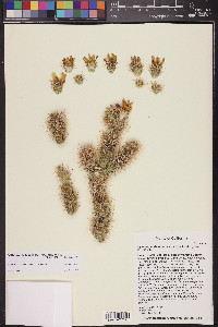 Cylindropuntia echinocarpa image