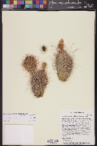 Opuntia polyacantha image