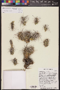 Grusonia parishii image