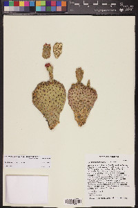 Opuntia basilaris image