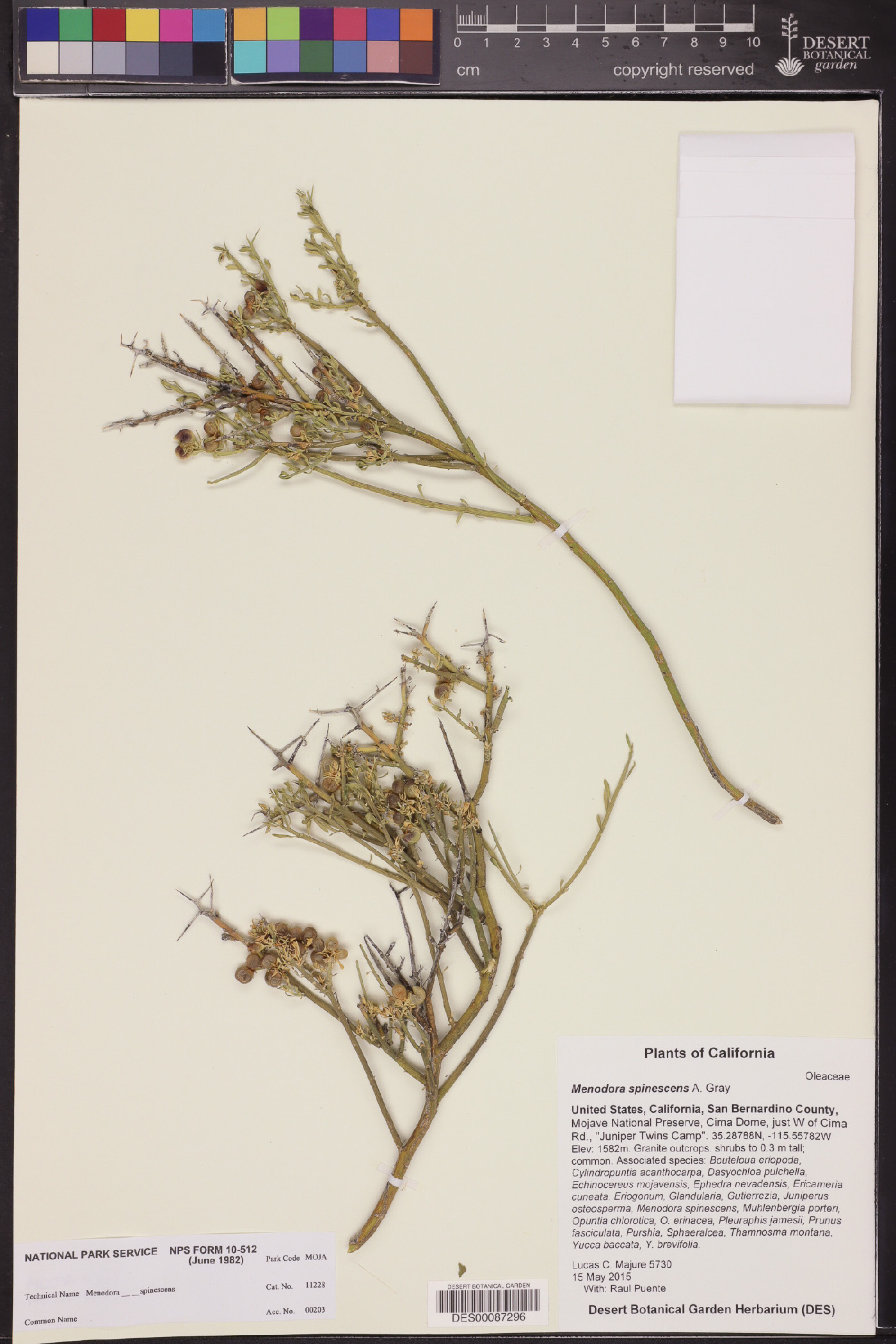 Menodora spinescens image