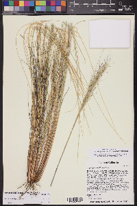 Pappostipa speciosa image