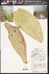 Opuntia soederstromiana image