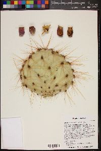 Opuntia × curvispina image