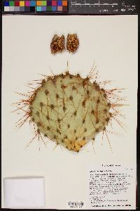 Opuntia × curvispina image