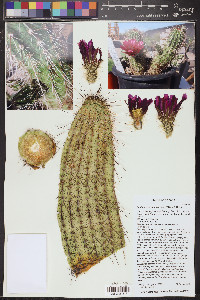 Echinocereus apachensis image