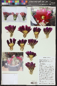 Echinocereus apachensis image