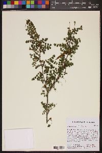 Poitea paucifolia image