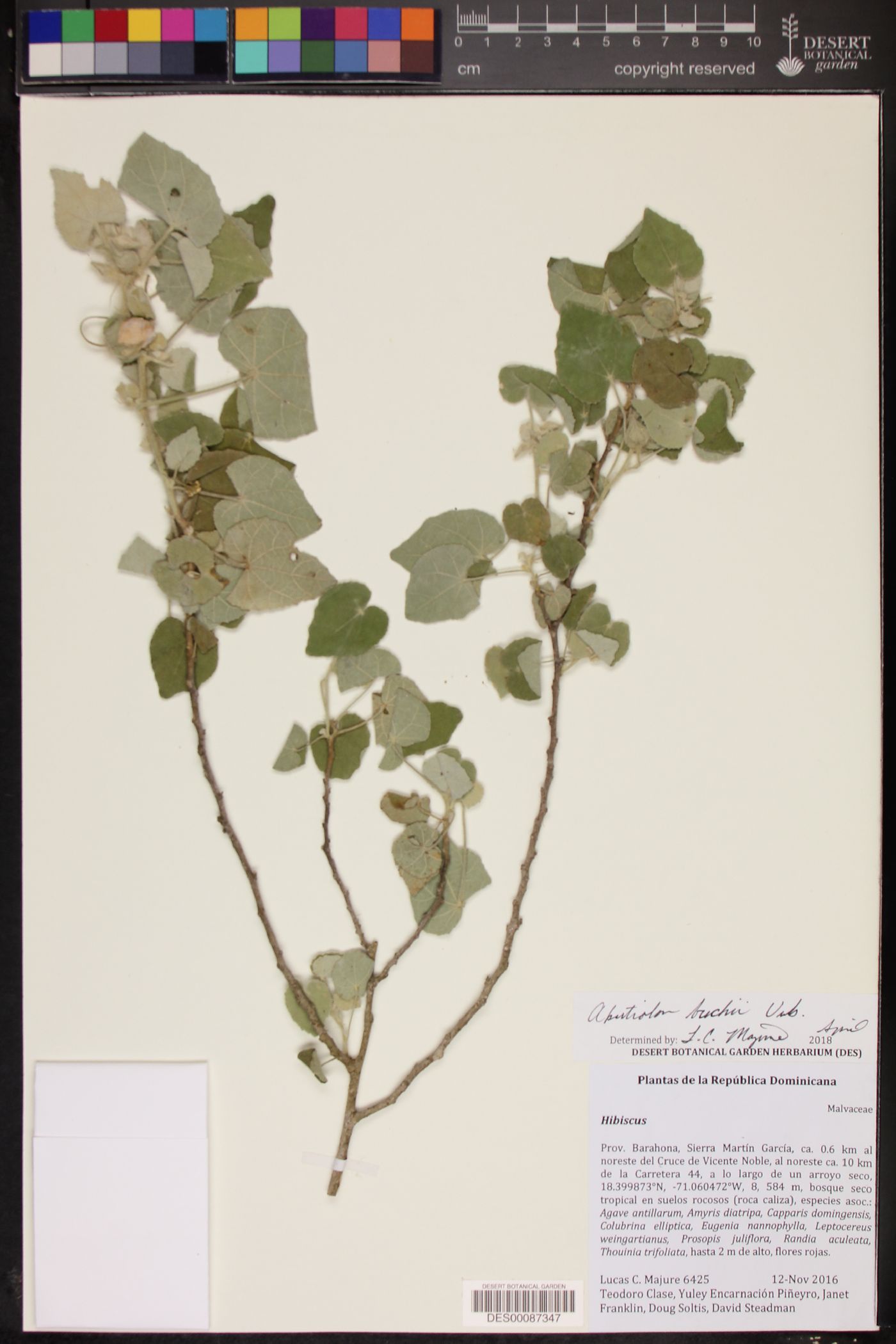 Abutilon buchii image