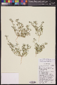 Acmispon strigosus image