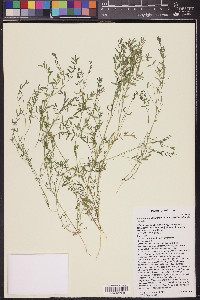 Astragalus nuttallianus var. austrinus image