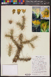 Cylindropuntia acanthocarpa image