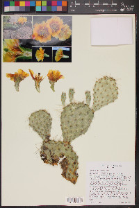 Opuntia polyacantha image