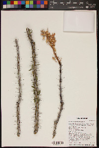 Fouquieria splendens image