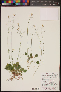 Physaria purpurea image