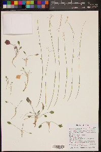 Physaria purpurea image