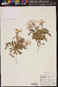 Oenothera albicaulis image