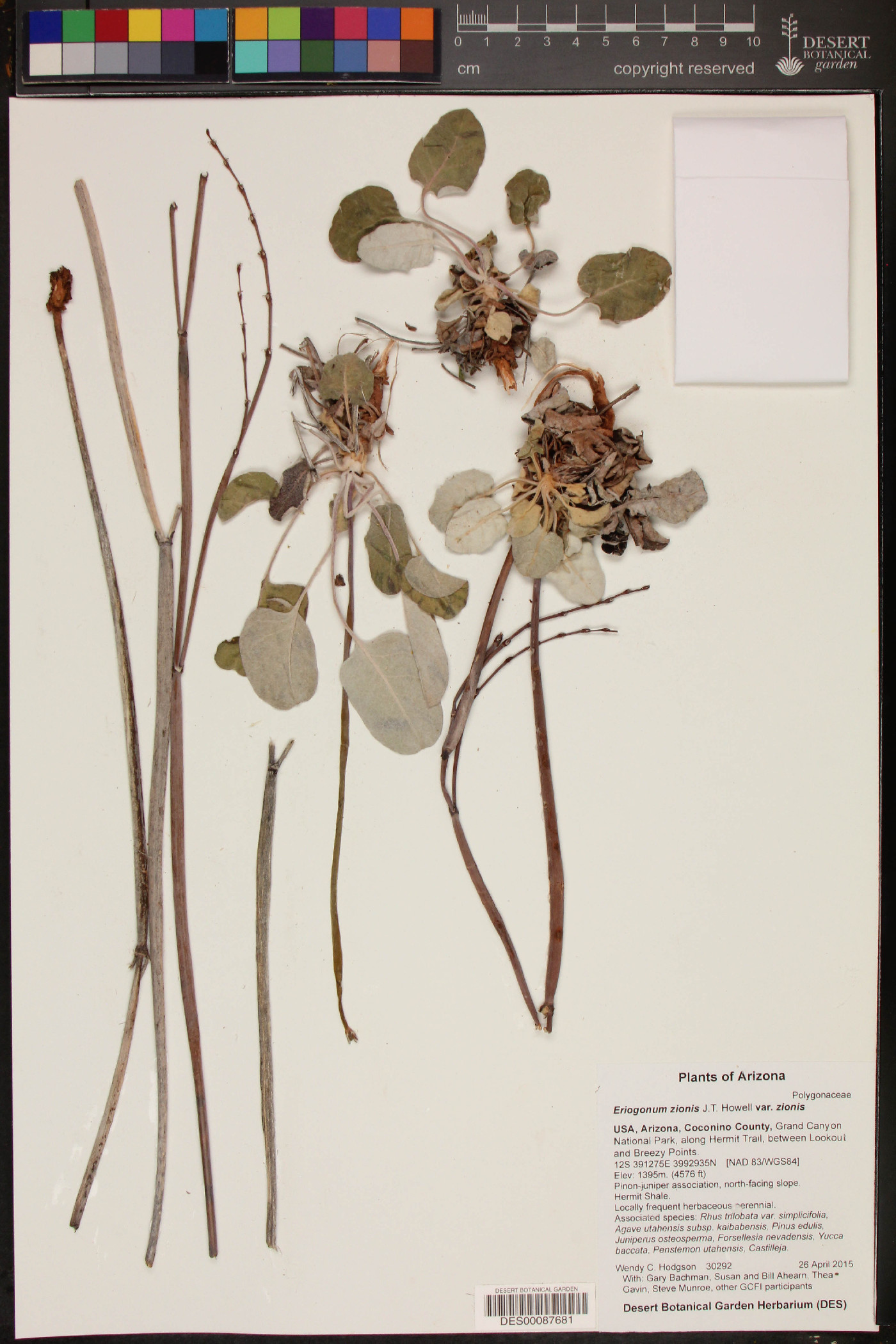 Eriogonum zionis var. zionis image