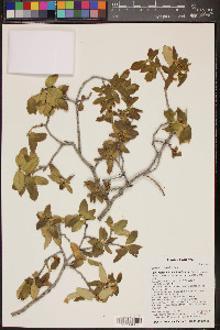 Quercus arizonica image