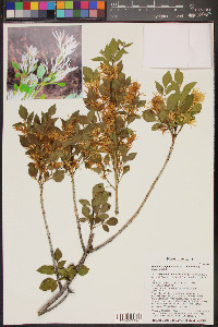 Fraxinus cuspidata image