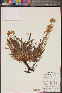 Oreocarya capitata image