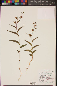 Epipactis gigantea image