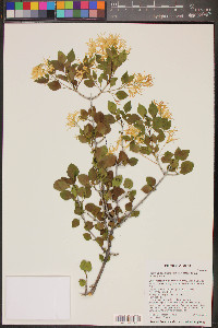 Fraxinus cuspidata image