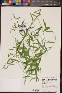 Lathyrus brachycalyx image