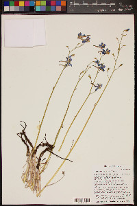 Delphinium scaposum image