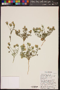 Chaenactis macrantha image