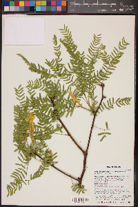 Prosopis glandulosa var. torreyana image