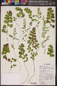 Adiantum capillus-veneris image