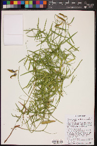 Lathyrus brachycalyx image