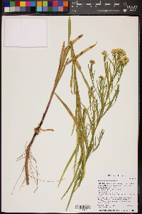 Euthamia occidentalis image