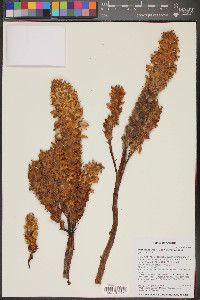 Orobanche ludoviciana image