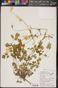 Aquilegia chrysantha image