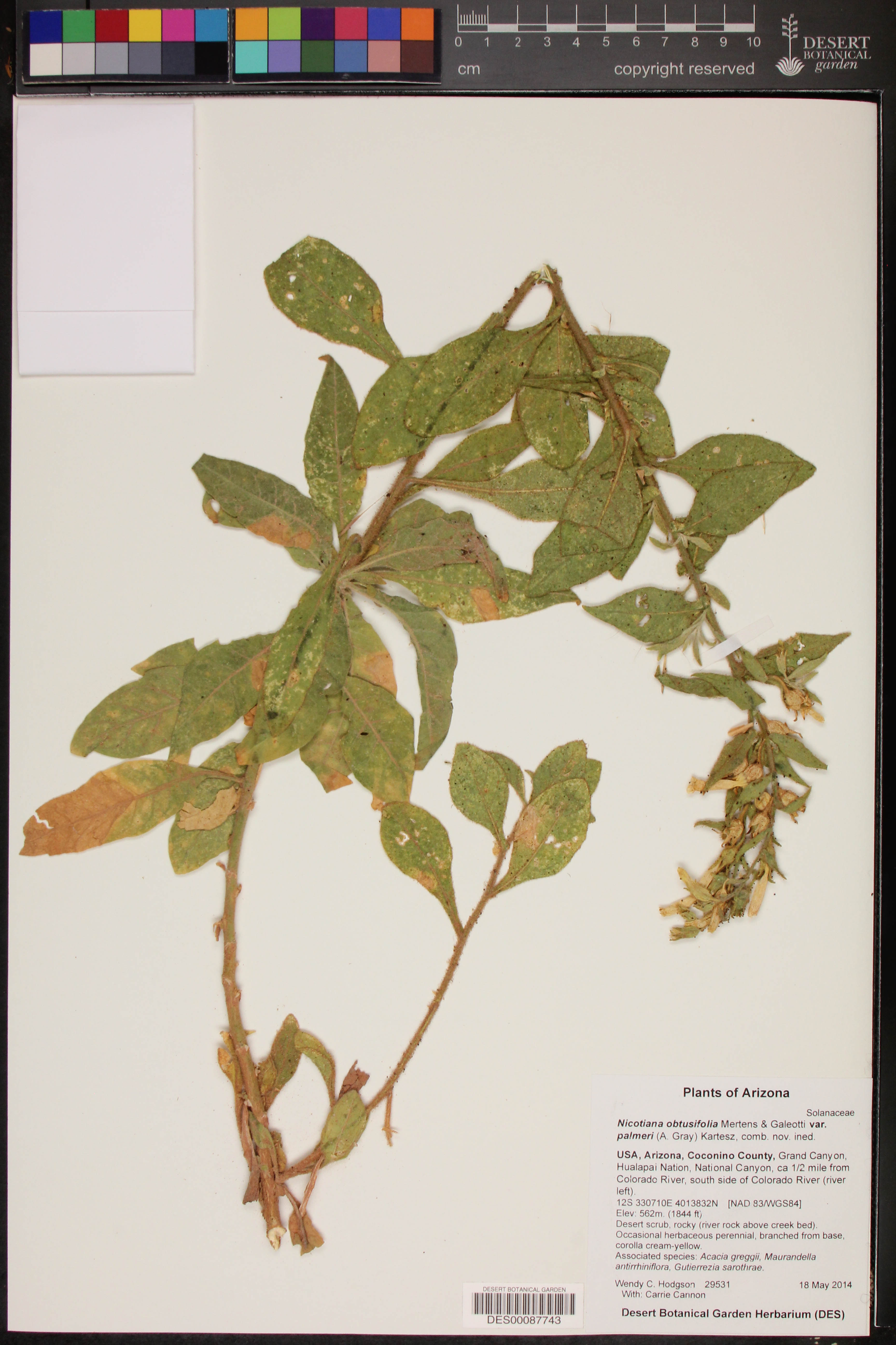 Nicotiana obtusifolia var. palmeri image