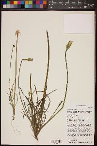 Uropappus lindleyi image